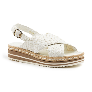 Pons quintana - 9797